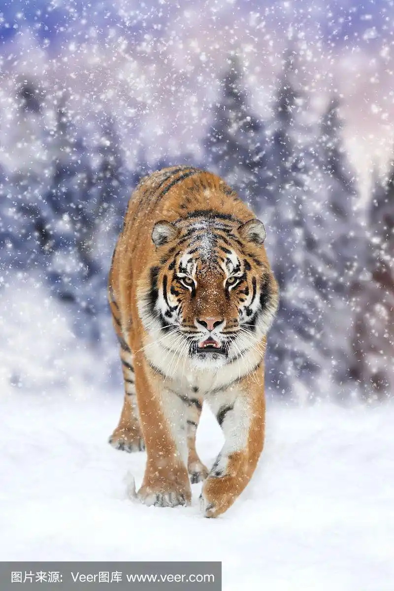 野生西伯利亚虎