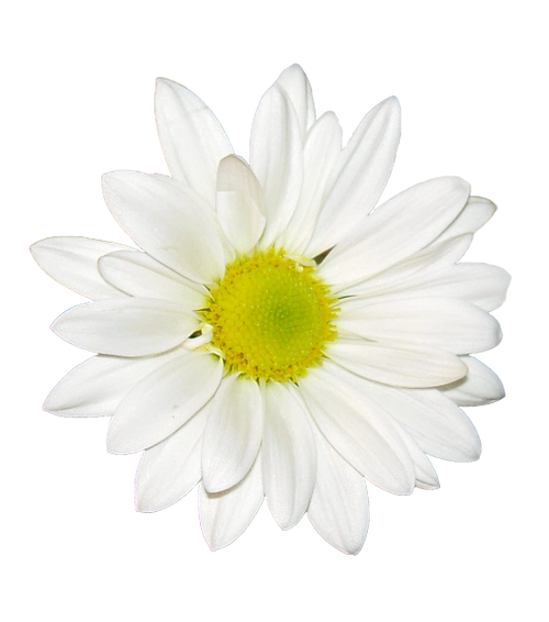 花朵免抠素材二xcbwuyi6565wuyi