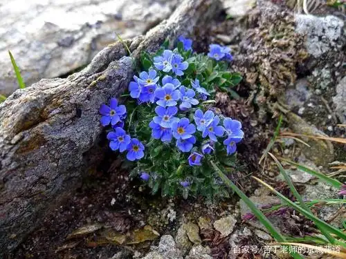 漂亮的蓝色小花～齿缘草