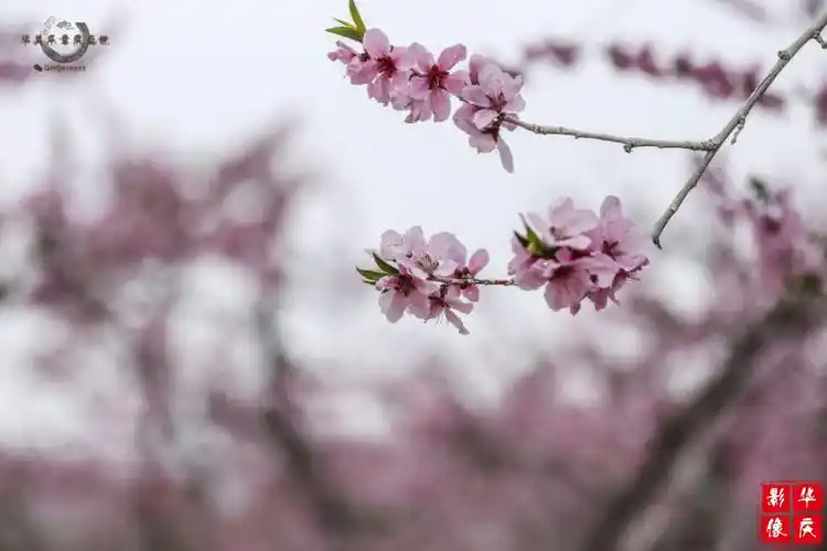 2016年4月8日—20日 2016保定坨南桃花节地点:河北保定满城区坨南乡