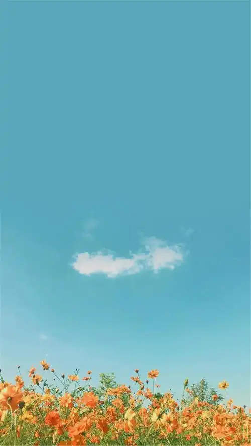 小清新唯美花卉高清手机壁纸