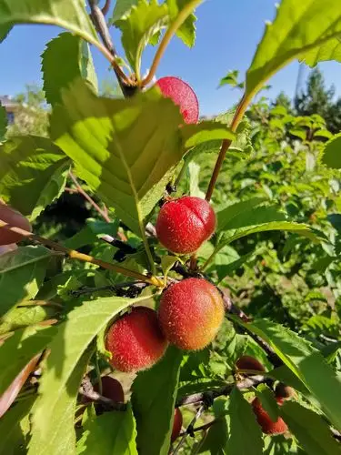 春赏百花夏观果