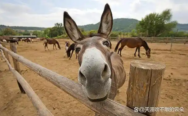 刀郎的《罗刹海市》你真的理解对了吗?