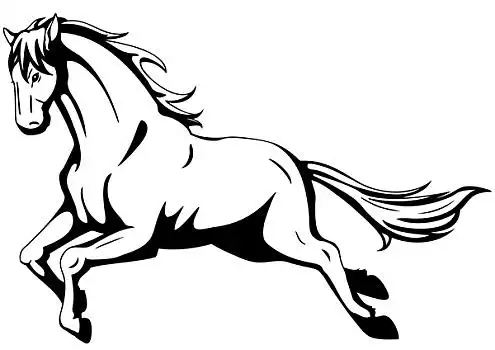 野生马图片_野生马图片大全_野生马图片下载