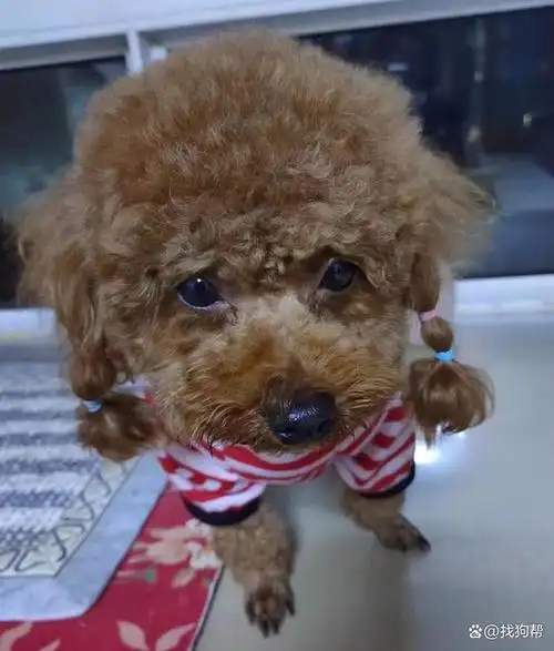 衡水市桃城区2000寻找棕色泰迪犬