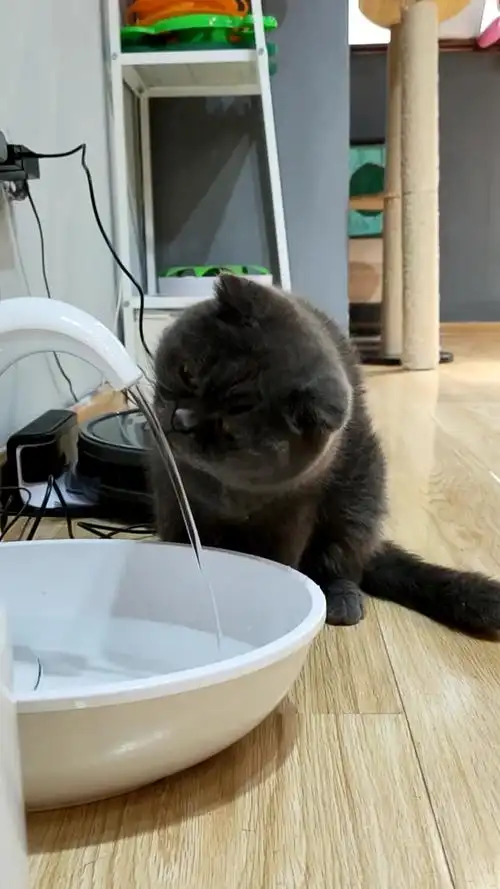 搞笑萌宠#终于学会这样喝水了,本喵得意地笑～!