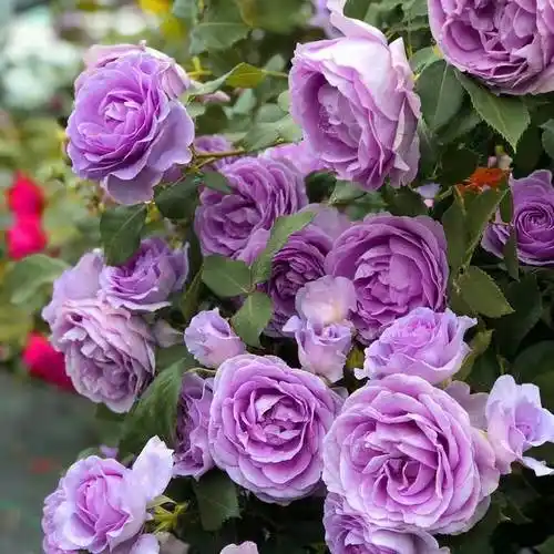 超适合在阳台养的月季花,名为蓝色风暴