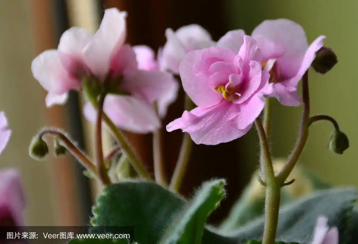紫罗兰(viola)是带有绿叶的紫罗兰花.紫罗兰的紫色花蕾.紫色的花蕾.