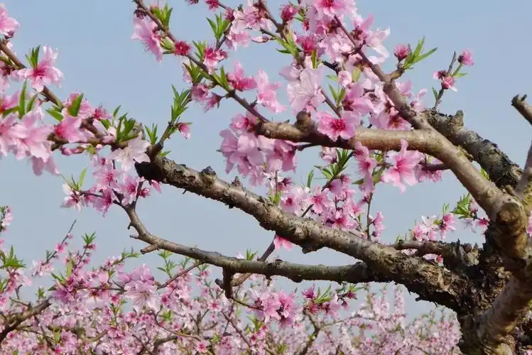 桃花盛开