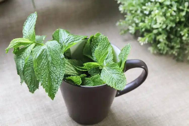 居家能手们一定也想为自己的幸福小窝多增添点充满希望能量的绿色吧.