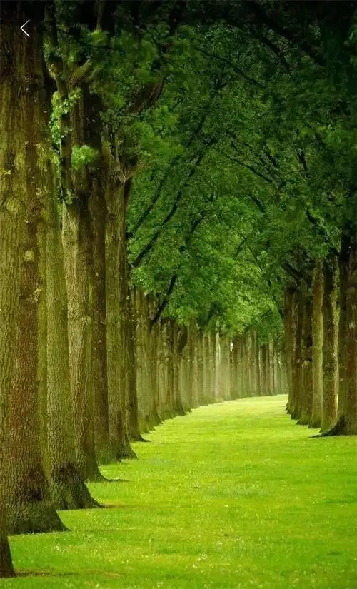 高清微信护眼图