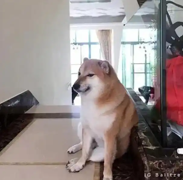 表情包小狗cheems:一只让世界笑出眼泪的柴犬