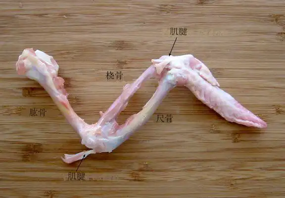 鸡翅内部的骨骼.鸡翅是特化为翅膀的前肢.肱骨对应着鸡翅根.