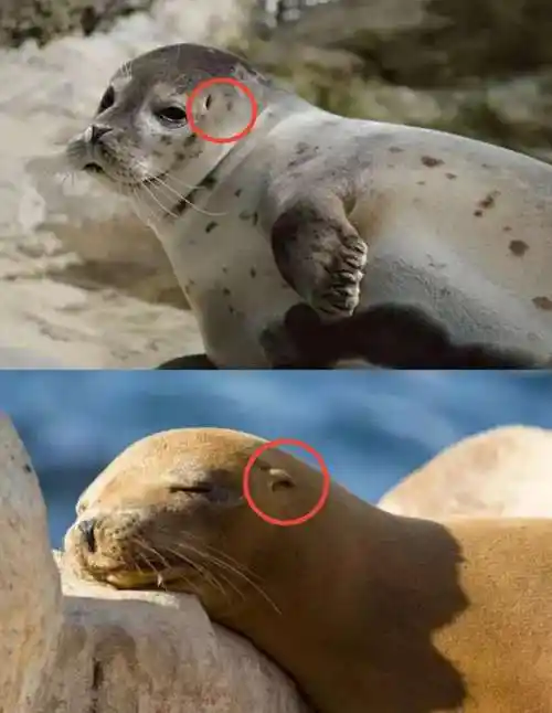 海豹和海狮,你还傻傻分不清吗?