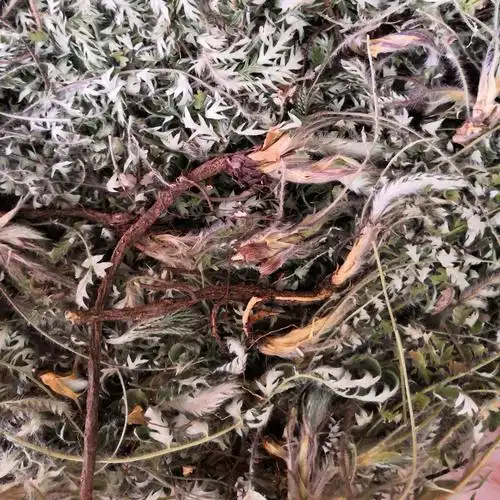 翻白草凉血止血,清热利湿,消肿