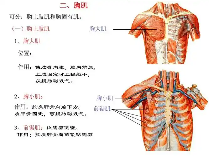 无忧文档 所有分类 高等教育 理学 运动解剖学(肌学)ppt 二,胸肌 可分