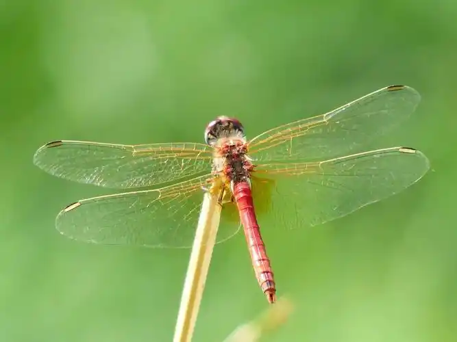 免费照片: 动物, 昆虫, 蜻蜓, 自然, 节肢动物, 无脊椎动物