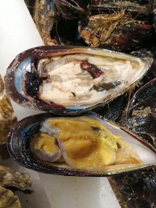 春季赵县信誉楼海鲜柜组带您吃海鲜——贝壳类