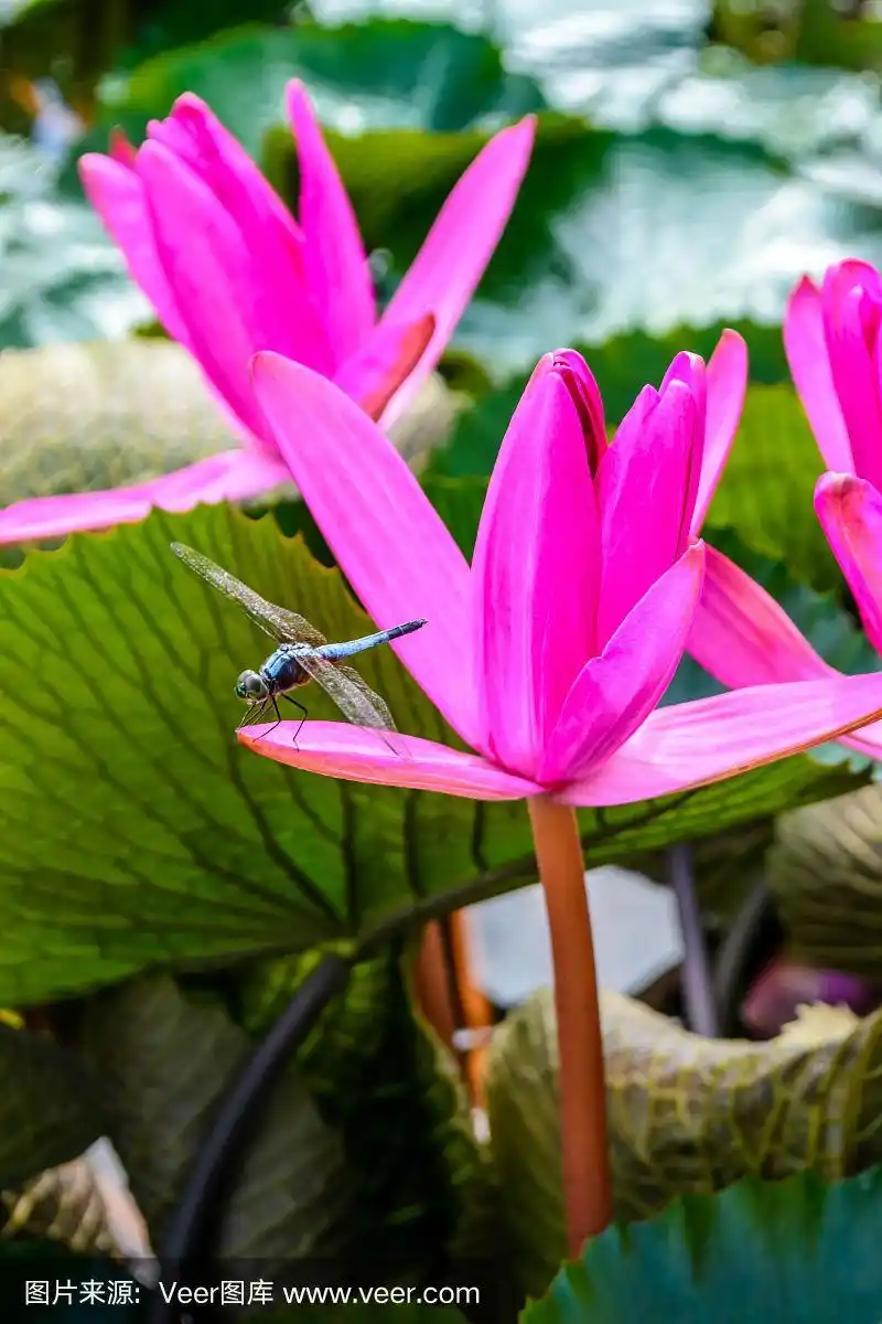 粉红荷花和蜻蜓