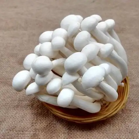 白玉菇不宜和什么搭配