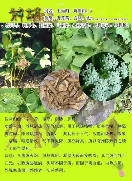 300种常见中草药图谱