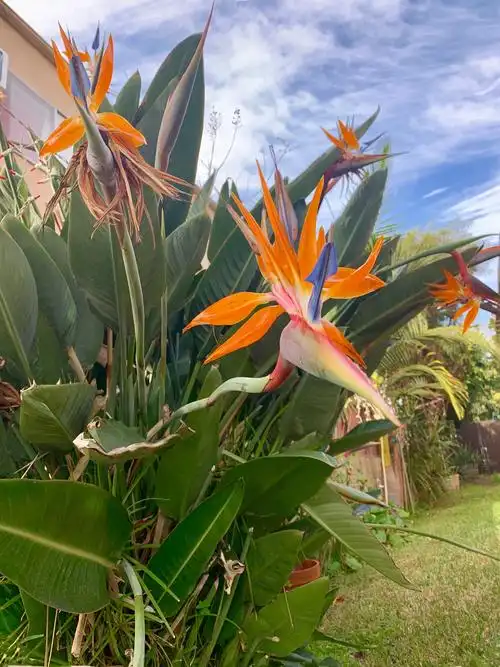 极端美丽的花名:天堂鸟