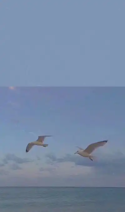 自调壁纸●锁屏●ins●背景●朋友圈●莫兰迪●颜色●简约●素材