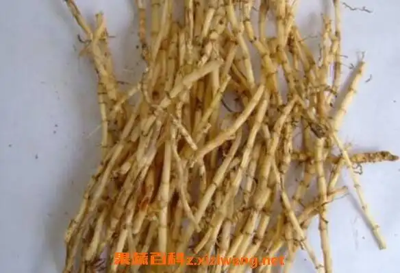 白茅根和鱼腥草的区别