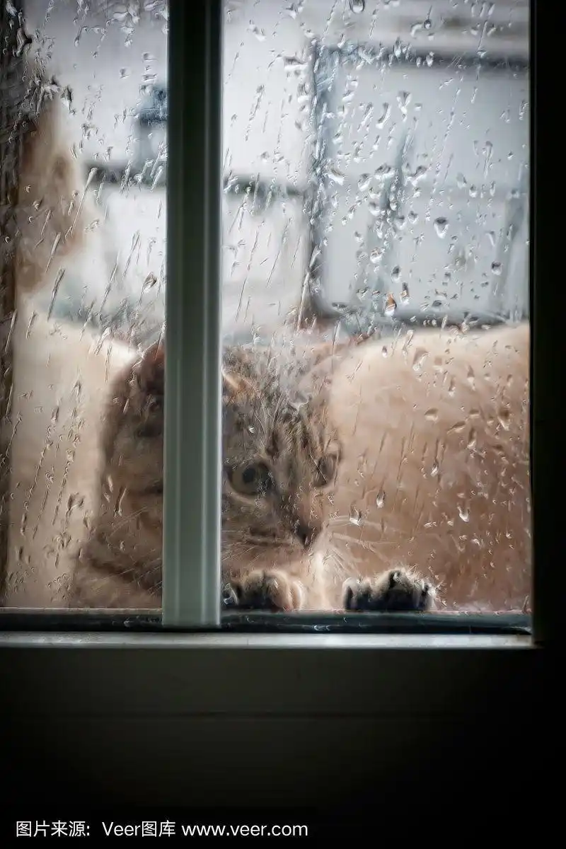看窗外下雨的猫