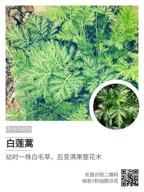 功效作用清热解毒,凉血止痛.
