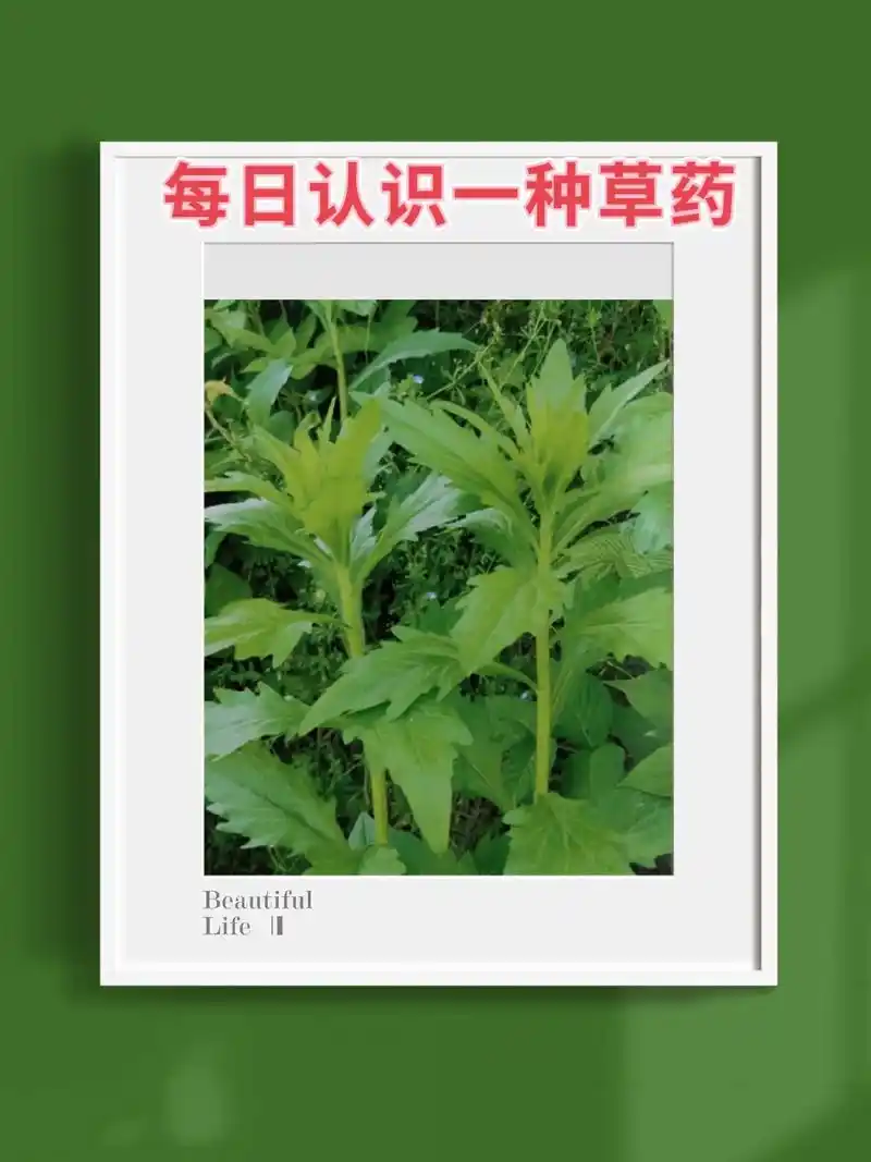 飞蓬草#识百草 #一日一植物 #主打的就是 - 抖音