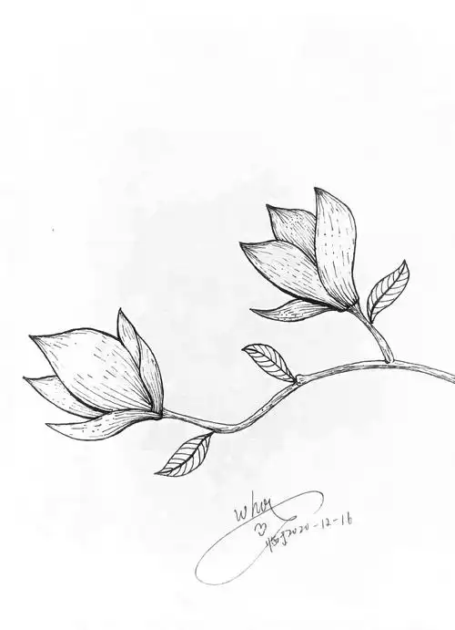 线描花卉|插画|商业插画|暴躁鱼 - 临摹作品 - 站酷 (zcool)