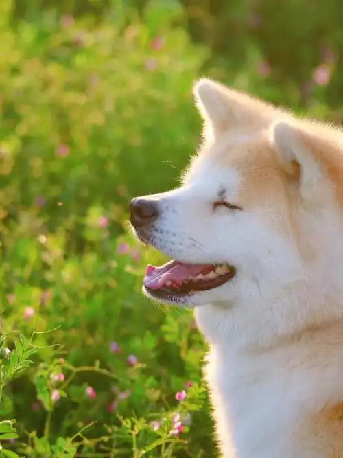 笑容灿烂喔@宠物薯#笔记灵感  #治愈  #日