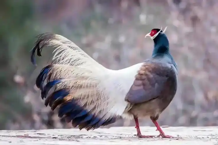 世界上最漂亮的30种动物世界上最漂亮的动物有哪些