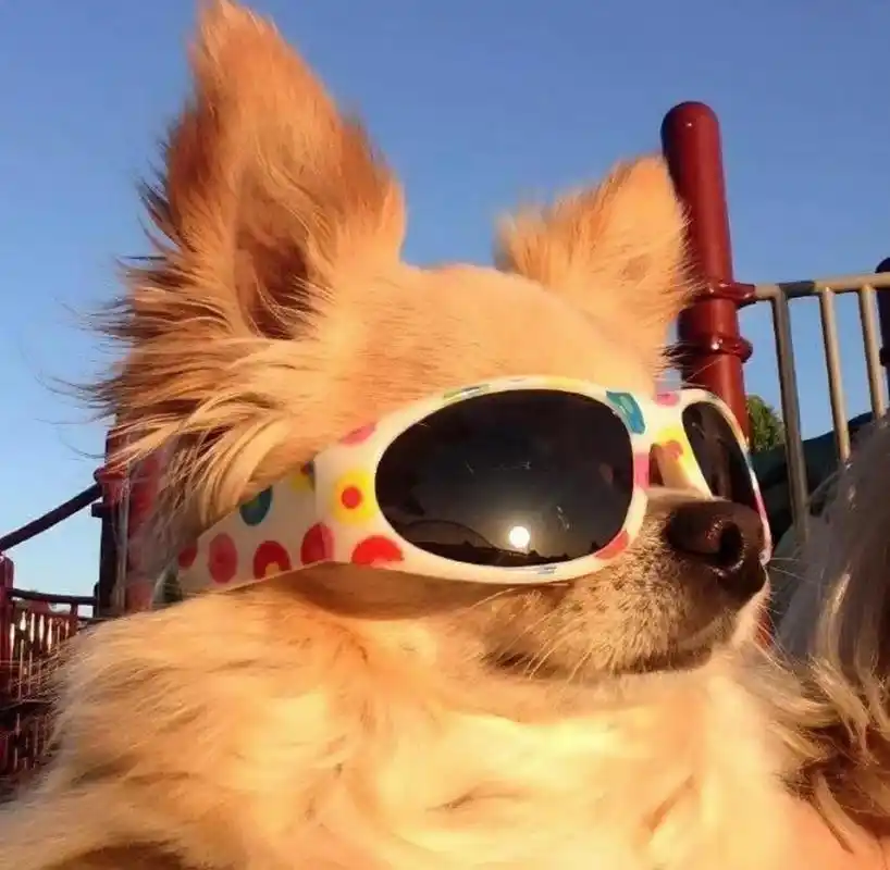 超多动物搞怪头像#头像# #优质头像# #萌宠