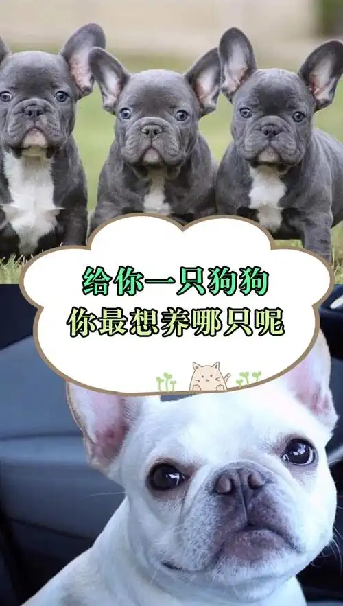 给你一只狗狗你最想养哪只呢