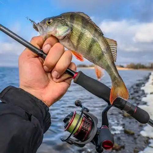 「威美特渔具」威海钓鱼竿之路亚低温下的鲈鱼_悬浮_jig_水温