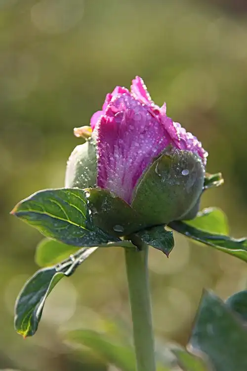 牡丹花图片_图片大全