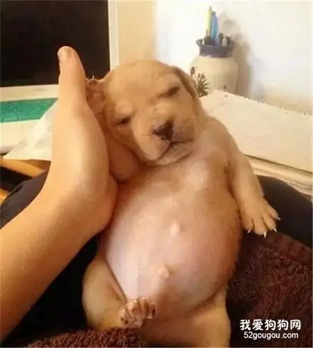 再说了,长了小肚子的狗狗,还超胖超萌心都给你化的了,我