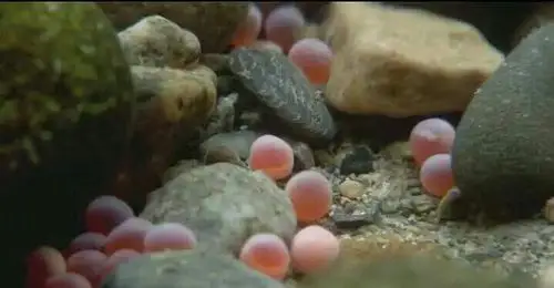 这些大马哈鱼从未有机会看到自己的孩子出生,甚至看不到初春时分,野