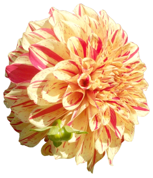 各种花朵类免抠png透明图片(第②集)