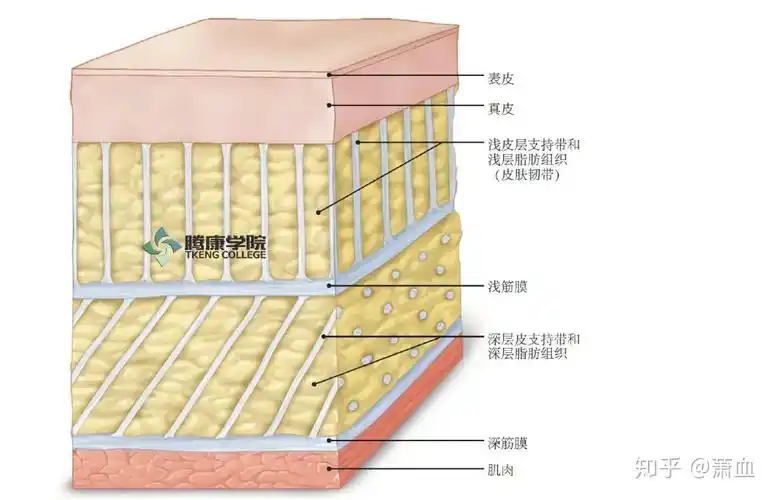 筋膜根据位置可分为4 类