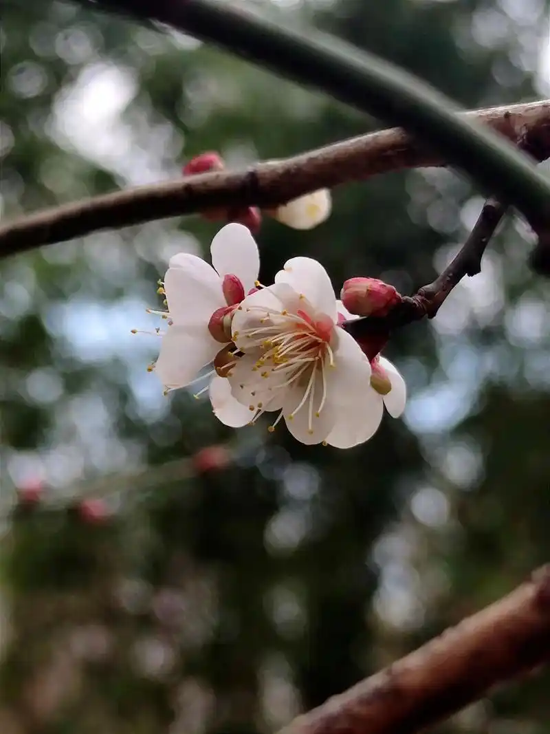 江南无所有,聊赠一枝梅.#摄影是写给时光的情书 #草木人间  - 抖音