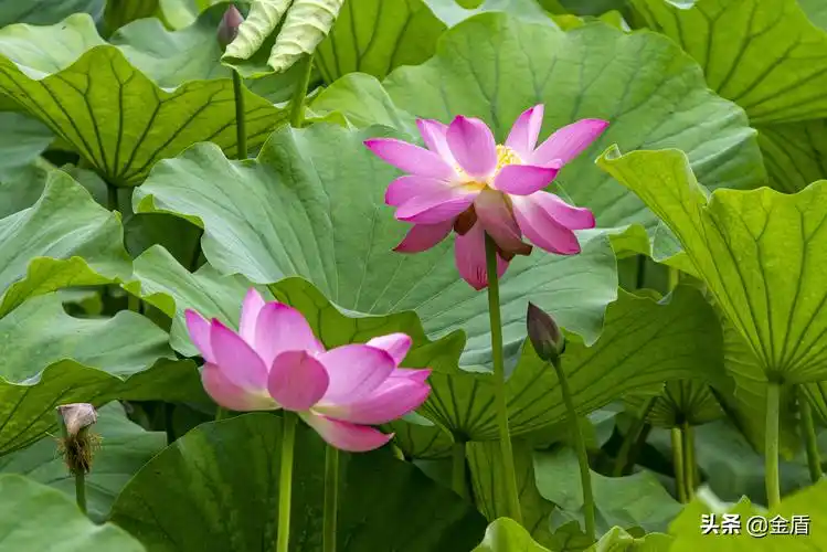 香幽幽的荷花,显得饱满滋润,很有意境