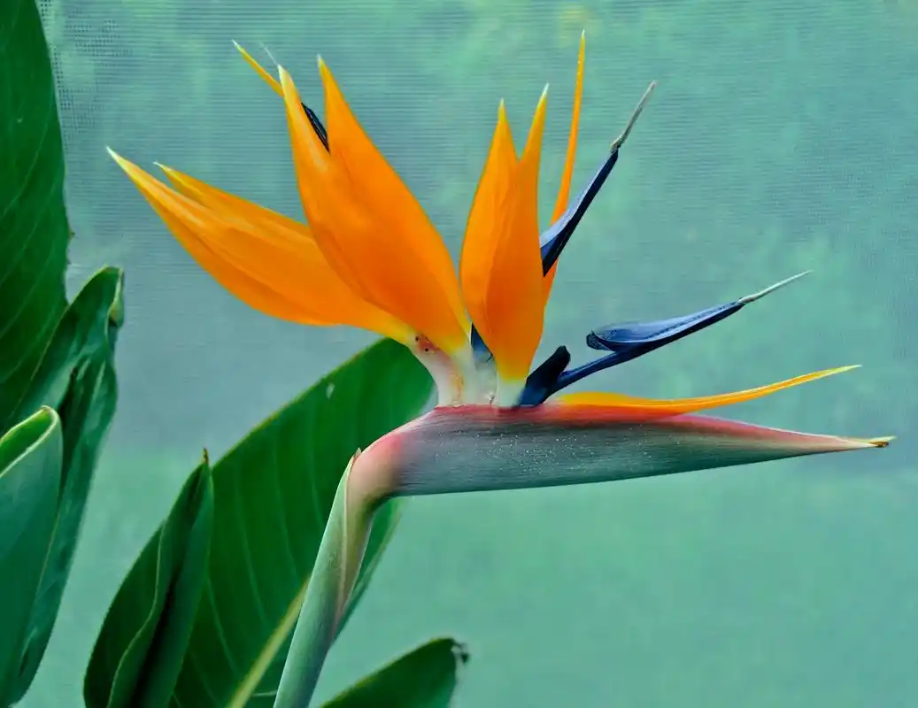 天堂鸟是一种室内常见的观叶观花植物,只要满足以下6个条件可以在室内