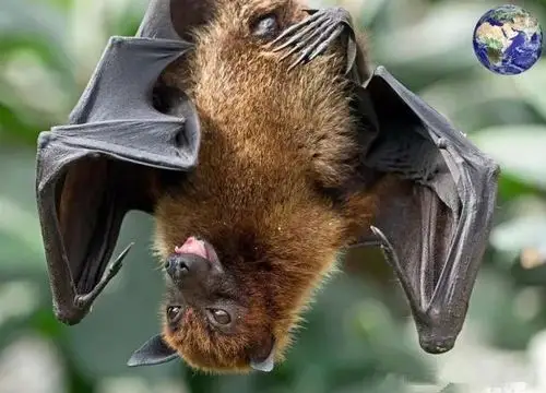 按照生物学上的分类,狐蝠是属于大蝙蝠亚目下的一个科,并且还是种类