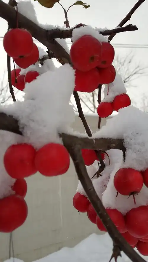 长寿果海棠——冬日里的红红火火!