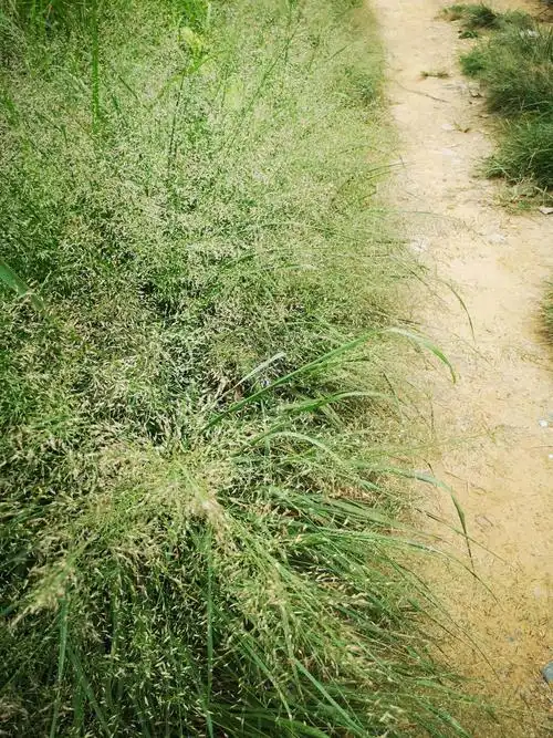 今天我要带你们认识一种非常有趣的植物——画眉草!