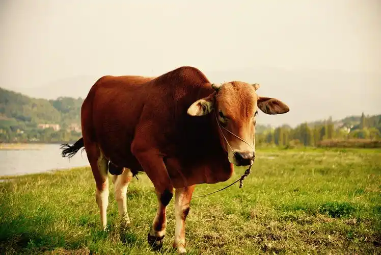 勤勤恳恳老黄牛