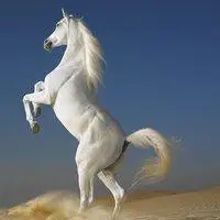 有关马的头像图片_微信头像图片大全